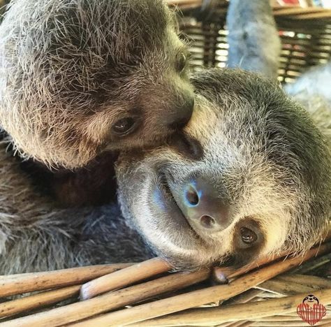 Cute Sloth Pictures, Two Toed Sloth, One Last Kiss, Sloth Art, The Call Of The Wild, Last Kiss, Sloth Lovers, Little Animals, Baby Sloth