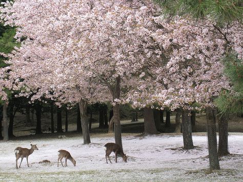 Cherry blossoms and deer in Nara, Japan Nara Japan, Japan Aesthetic, Blossom Trees, Pretty Places, Pretty Flowers, The Snow, Pretty Pictures, Mother Nature, Aesthetic Pictures