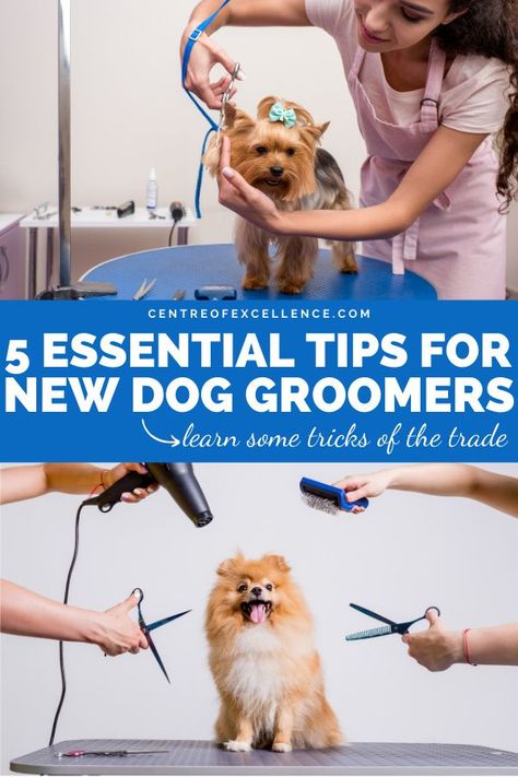 5 Essential Tips For Dog Groomers | Dog Grooming Business | Are you thinking about changing your career and starting a dog grooming business? Working as a professional dog groomer can be pretty daunting in the beginning. Yet in reality it doesn’t need to be. Professional dog groomers have some tricks of the trade - click here for some tips to help you create a successful business! Centre of Excellence | Dog Grooming Styles | Dog Grooming Salon Ideas | Dog Grooming Tips #business #dogs #pets Starting A Dog Grooming Business, Dog Grooming Tips Professional, Dog Grooming Rooms At Home, Grooming Salon Ideas, Dog Grooming Salon Ideas, Pet Grooming Business, Dog Grooming Styles, Centre Of Excellence, Grooming Business