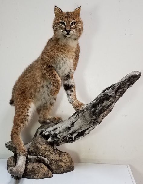 Animal Mounts, Taxidermy Tattoo, Bobcat Mounts Ideas, Raccoon Taxidermy Mount, Bad Taxidermy Fox, Bobcat Mounts, Terrible Taxidermy, Bobcat Mounts Taxidermy, Hunting Home Decor