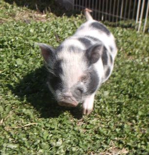 Juliana pig 6 weeks old. Mini Pig Care, Juliana Pigs, Farmyard Animals, Pig Care, Pet Pig, Baby Piglets, Micro Pigs, Fantasy Village