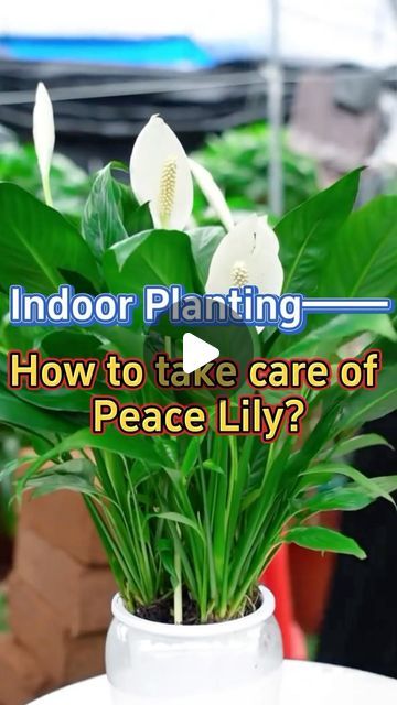 GardenHomeMania | How to take care of peace lily #garden #indoorgarden #indoorplants #homegarden #houseplants #plants #peacelily | Instagram Peace Lily Indoor, Peace Lily Plant Care, Flower Painting Videos, Peace Lily Care, Peace Plant, Lily Plant Care, Planting Vines, Peace Lillies, Lily Plant