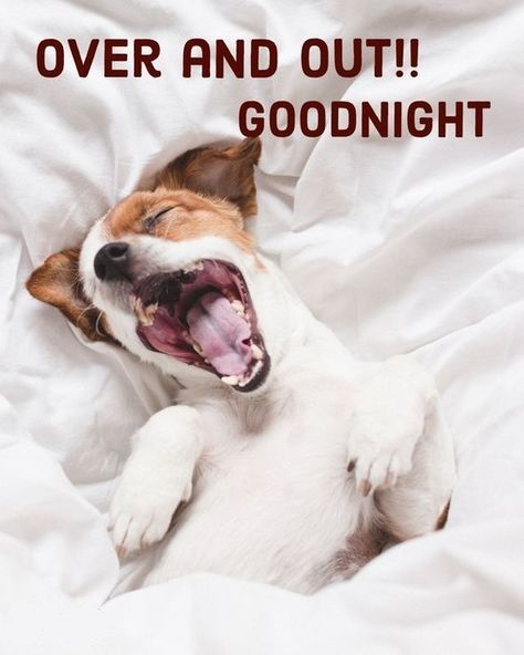 Sleep Well Quotes Good Night, Sleep Well Quotes, Goodnight Funny, Nag Boodskappies, Sleep Better Quotes, Funny Good Night Pictures, Funny Goodnight, Cat Goodnight, Night Humor