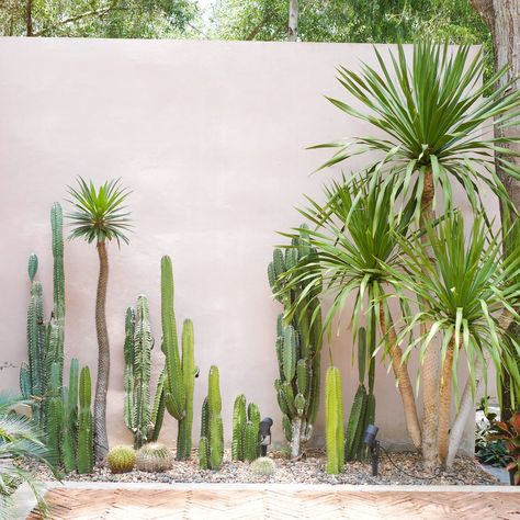 Cacti Front Yard, Cactus In Backyard, Palm And Cactus Garden, Cactus Outdoor Decor, Cactus Outdoor Garden, Landscape With Cactus, Sonoran Desert Backyard Landscape, Cactus Garden Backyard, Outdoor Desert Landscaping