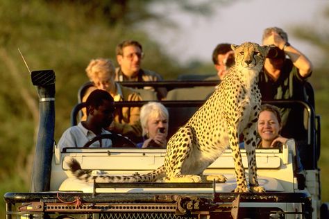 Best countries for an African safari Open Lounge, River Lodge, Luxury Safari, Victoria Falls, Wildlife Safari, Safari Tour, Kruger National Park, Game Reserve, Wild Dogs