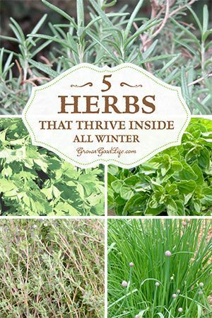 Growing Herbs Inside, Shed Inspiration, Windowsill Herb Garden, Growing Herbs Indoors, Grow Herbs, Indoor Herb Garden, Herbs Indoors, Growing Indoors, Growing Herbs