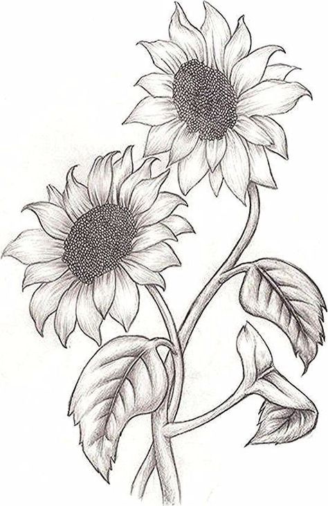 Draw Sunflower - Golfpachuca.com D37 Pencil Sketches Of Girls, Beautiful Pencil Sketches, Sunflower Sketches, Drawing Dragon, Cute Easy Paintings, Pencil Drawings Of Flowers, Sunflower Drawing, Stippling Art, Nature Sketch