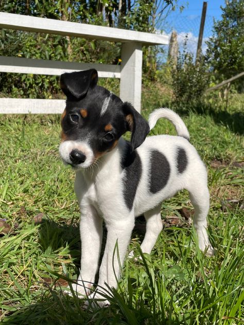 Jack Russell Terrier Aesthetic, Jack Russell Terrier Funny, Funny Jack Russell, Jack Terrier, Cute Animal Tattoos, Mixed Breed Puppies, Jack Russell Terriers, Jack Russell Terrier Puppies, Jack Russell Puppies