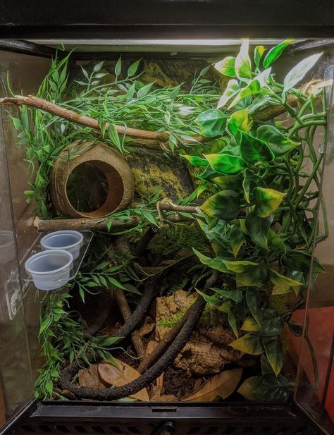 crested gecko tank setup Plants For Crested Geckos, Gecko Cage Setup, Cool Gecko Tanks, Crusted Geckos Tank, Crested Geckos Habitat, Crested Gecko Habitat Terrariums, Bioactive Terrarium Crested Gecko, Tree Frog Tank Setup, Cute Crested Gecko Tank Ideas