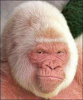 Albino gorilla | Albino Gorilla | Flickr - Photo Sharing! White Ape, Albino Gorilla, Scarface Movie, Gorilla Gorilla, Orang Utan, Albino Animals, Rare Species, Interesting Animals, Animale Rare