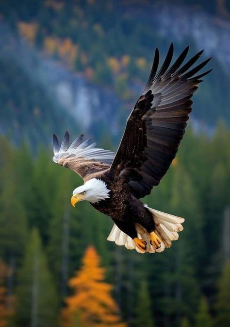 Iphone Wallpaper Eagle, Wild Animal Wallpaper, Eagle Images, Eagle Painting, Eagle Wallpaper, Eagle Pictures, Animal Facts, Jolie Photo, Wildlife Animals