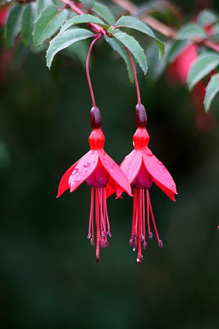 Fuchsia Flower, Fuchsia Flowers, Unusual Flowers, Rare Flowers, Pretty Plants, Arte Floral, Exotic Flowers, Flower Photos, Flower Pictures