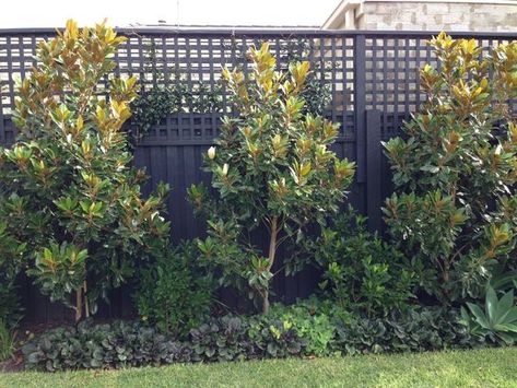 What to plant along a fence Landscaping Along Fence, Screen Plants, Fence Plants, Black Fence, Backyard Trees, Privacy Plants, Privacy Landscaping, Backyard Plants, Small Backyard Gardens