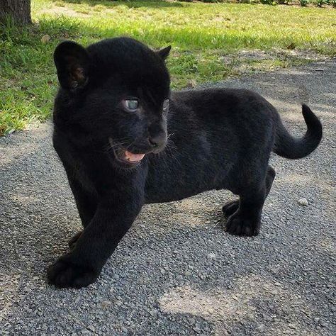 Adorable Black Panther Cub Panther Cub, Baby Panther, Baby Jaguar, Animals Cartoon, Black Panthers, Baby Animals Pictures, Animale Rare, A Black Cat, Haiwan Peliharaan