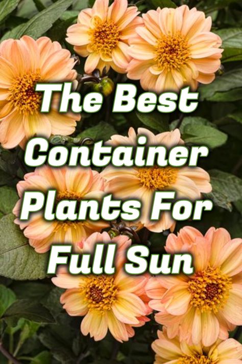 Container Planting Ideas Full Sun, Plants For Full Sun And Heat Pots, Summer Plants Full Sun, Sun Container Garden Ideas, Patio Container Gardening Ideas Full Sun, Patio Plants In Pots Full Sun Ideas, Flowers For Pots In Full Sun, Front Porch Planters Full Sun, Outdoor Plants Full Sun Pots