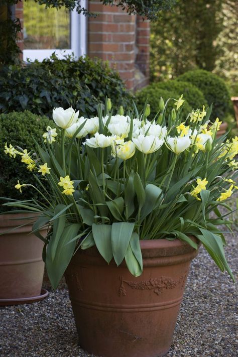 Garden Pot Ideas, When To Plant Bulbs, Planting Tulip Bulbs, Potting Ideas, Spring Displays, Spring Planter, Summer Bulbs, Planting Tulips, Perennial Bulbs