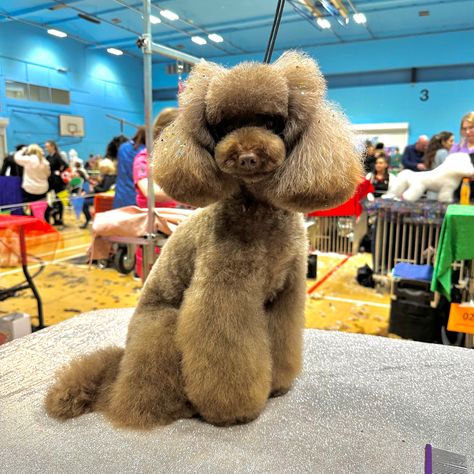 Asian fusion doggrooming poodle creative butterfly head Asian Fusion Dog Grooming, Asian Fusion Poodle, Asian Fusion Grooming, Dog Grooming Styles, Creative Grooming, Grooming Style, Asian Fusion, Lovely Animals, Toy Poodle