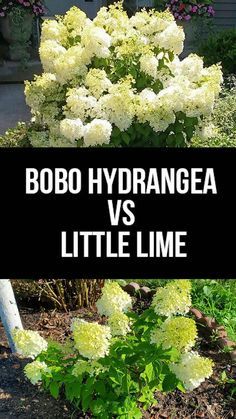 Bobo Hydrangea vs Little Lime: What Is The Difference Between Them? #hydrangea #bobohydrangea #lilelighthydrangea #planting #gardening #planting #growing Miniature Hydrangea Plants, Bobo Hydrangea Companion Plants, Little Lime Hydrangea Landscaping, Bobo Hydrangeas, Hydrangea Pruning, Hydrangea Plant Care, Bobo Hydrangea, Little Lime Hydrangea, Hardy Hydrangea