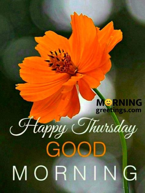 Happy Thursday Good Morning, Thursday Morning Images, Good Morning Thursday Blessings, Thursday Good Morning, Good Morning Thursday Images, Happy Thursday Images, Thursday Images, Thursday Greetings, Morning Thursday