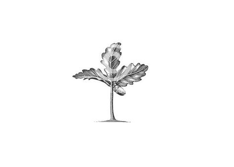 Oak tree sapling Tree Sapling Drawing, Oak Tree Illustration Simple, Oak Sapling Tattoo, Tree Sapling Tattoo, Simple Oak Tree Tattoo, Oak Tree Tattoos, Oak Tree Leaf Tattoo, Oak Tree Silhouette Tattoo, Sapling Tree