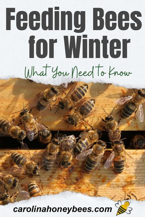 What should you feed your bees for Winter? Preparing honey bee colonies for Winter must be done well in advance of cold weather. Some colonies will not need any beekeeper assistance and that is the goal we all hope for. Learn what to feed and when to feed it. Feeding Bees In Winter, How To Start Beekeeping, Honey Bee Farming, Honey Bees Keeping, Bee Farming, Feeding Bees, Bee Hive Plans, Backyard Bee, Bee Colony