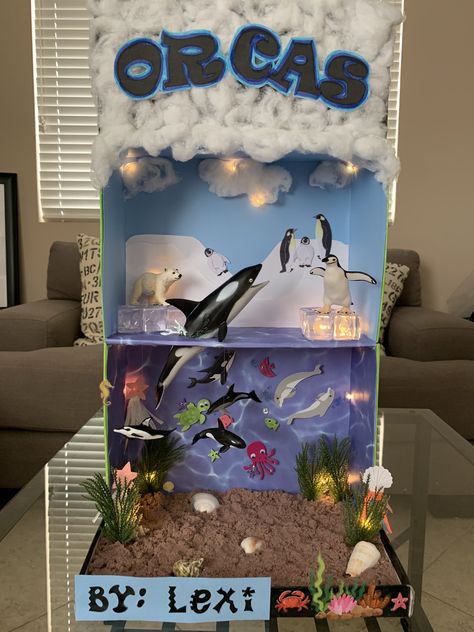 Shoe Box Ocean Ecosystem, Under The Sea Habitat Project, Marine Diorama Project, Orca Diorama School Projects, Ocean Model Project, Ocean Diaroma School Projects, Shark Diorama School Projects, Shark Poster Board Project, Orca Habitat Project