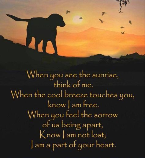 🐾Maggie🐾 on Twitter: "Before I crossed the rainbow bridge, I sat quietly and wished with my whole heart that you would always know how much I loved you. There is light in every day, friends. Thank you for sharing yours with me.☀️🐾🌈 https://t.co/UHXvkpTeX9" / Twitter Goodbye Poems, Dog Heaven Quotes, Spiritual Poems, Sympathy Poems, Miss My Dog, Dog Poems, Dog Quotes Love, Dog Sympathy, Dog Heaven