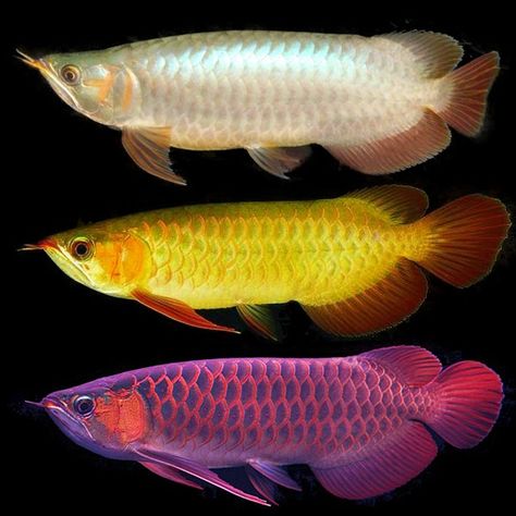 AKUARIUM UNIK: Cara Membedakan Arwana Banjar Red, Golden Red, dan... Arwana Fish, Ikan Laga, Cacing Tanah, Arowana Fish, Ikan Air Tawar, Bawah Air, Tropical Freshwater Fish, Dragon Fish, Ikan Koi