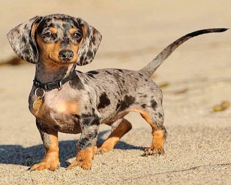 Silver dapple dachshund Silver Dapple Dachshund, Daschund Puppies, Dapple Dachshund Puppy, Dachshund Breed, Haiwan Comel, English Cream, Dachshund Funny, Dapple Dachshund, Best Puppies