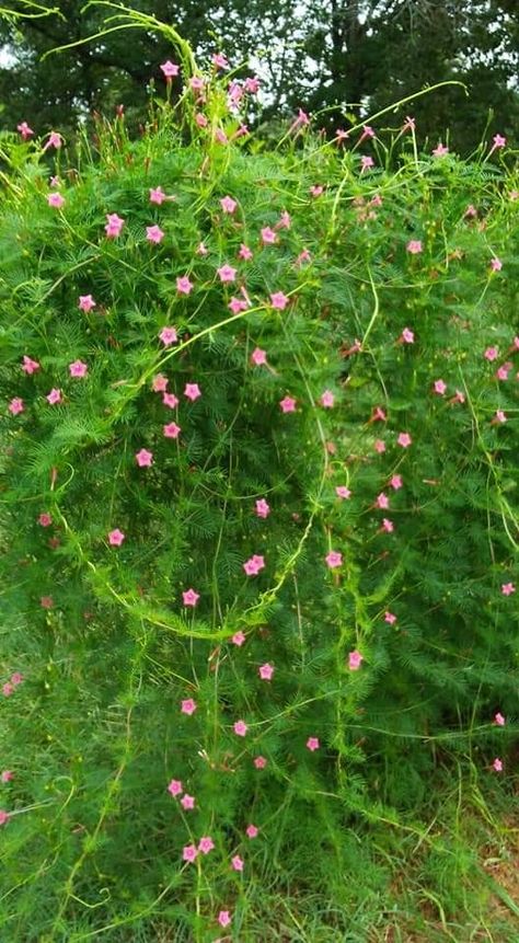 Pink cypress vine ipomoea Tyre Garden Ideas, Garden Design Plans Drawing, Tyre Garden, Vines With Flowers, Flower Garden Images, Outdoor Garden Bar, Cypress Vine, Vine Flowers, Bar Aesthetic