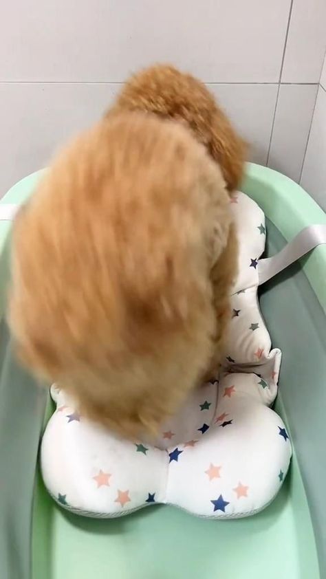 Dog Spa, Toy Poodles, 골든 리트리버, Cute Animals Puppies, Very Cute Dogs, Really Cute Dogs, Dog Videos, Cute Funny Dogs, Funny Dog Videos