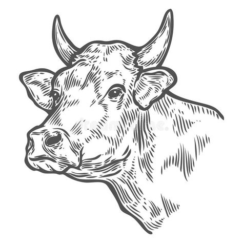 Cow Sketch, Cow Tattoo, Cow Vector, Cow Illustration, Cow Drawing, Bull Art, Cow Face, Engraving Illustration, Illustration Abstract