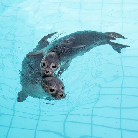 Cutest Animals On Earth, Cute Seals, Baby Seal, Silly Animals, July 16, Sea Lion, Marine Animals, Summer Holidays, Ocean Animals