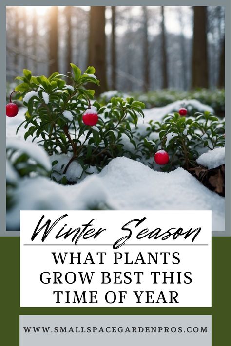 Discover what plants grow in the winter with our top choices for cold climates. Learn about hardy plants that thrive in chilly weather & get expert tips on planting & care to ensure your garden stays vibrant all season long. Perfect for gardeners looking to maximize their winter garden's beauty and productivity. Find out which winter plants will keep your outdoor space lively even in the coldest months. #WinterPlants #ColdClimateGardening #GardeningTips #SeasonalPlants #WinterGarden #HardyPlants Winter Garden Inspiration, Gardens In Winter, Winter Gardening Outdoor, Winter Flowers Garden, Growing Wheat Grass, Cold Climate Gardening, Winter Shrubs, Hanging Plants Outdoor, Twig Dogwood