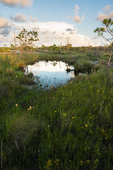 Marsh Plants, Dune Landscape, Florida Landscape, Small Pond, Small Ponds, Blue Heron, Central America, The Coast, Rhode Island