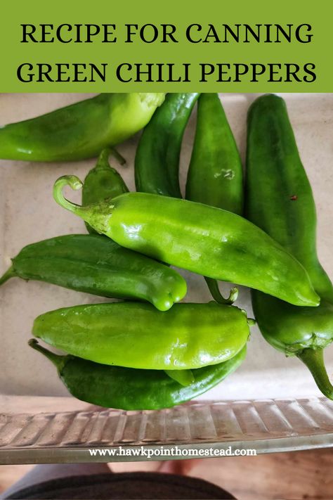 This recipe for how to can green chili peppers is a great way to preserve any kind of pepper that you have in the garden. It is an easy recipe and a great way to have your own canned peppers ready to use from the shelf any time! I love green chilis in a lot of recipes and so glad to be able to can my Anaheim peppers and make my own! What To Make With Green Chili Peppers, Canning Green Chilies, Canned Chili Peppers, Canned Anaheim Peppers, Canning Diced Green Chilis, Canned Green Chili Recipes, Recipes For Anaheim Peppers, Green Chili Pepper Recipes, Preserving Anaheim Peppers