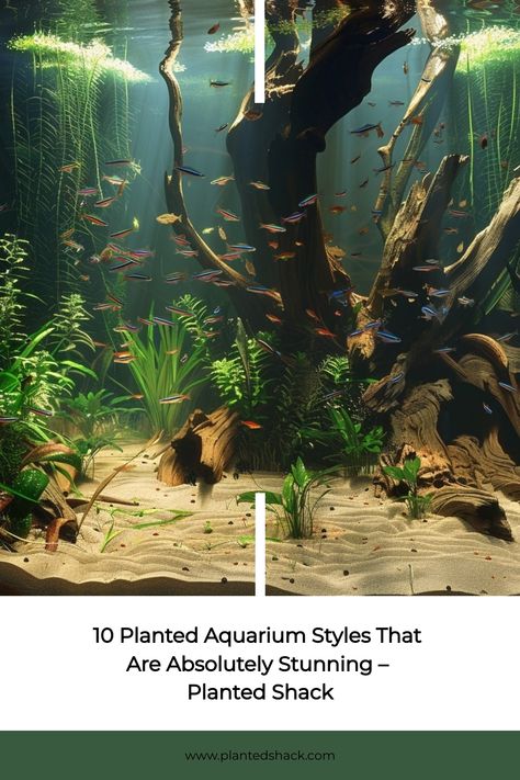 50 Gallon Aquascape, Bowfront Aquarium Ideas, 10 Gallon Planted Aquarium, Terrarium Inspiration, Biotope Aquarium, Gecko Terrarium, Aquatic Garden, Nano Aquarium, Nature Aquarium