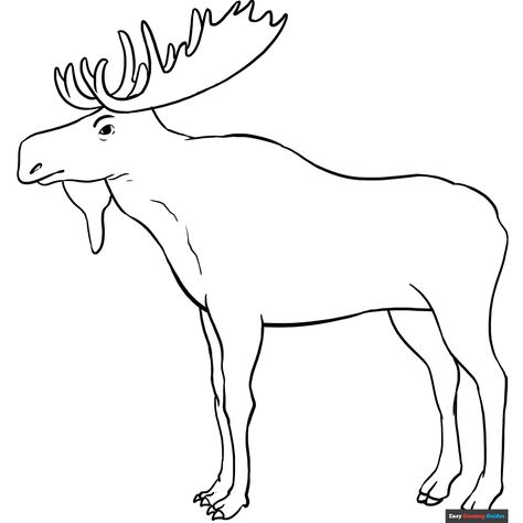 Free Moose Coloring Page for Kids Elk Coloring Page, Moose Pictures, Easy Drawing Guides, Drawing Guides, Animals Coloring, Coloring Sheets For Kids, Kids Print, Hams, Winter Animals