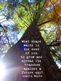 Seeds grow into trees ... David Whyte, Workplace Quotes, Third Marriage, Favorite Words, Colorful Style, Love Poems, Food For Thought, This Moment, Beautiful Words