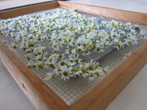 DIY Drying Racks – How to Build a Drying Rack for Food Preservation Diy Herb Dryer, Herb Drying Rack, Element Terre, Herb Rack, Herb Diy, Herb Drying, Diy Rack, Drying Room, Hanging Herbs