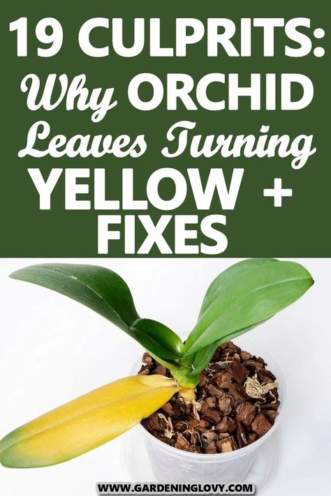 There are certain things that make Orchid leaves turn yellow. Read more in this post why it happens and how to fix it. Orchid Leaves Turning Yellow, Orchids Care, Phalaenopsis Orchid Care, Repotting Orchids, Orchids In Water, Oxalis Triangularis, Indoor Orchids, Gardening Indoors, Orchid Plant Care