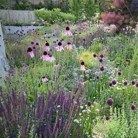 Adam Woodruff LLC on Instagram: "When designing our stylized meadow at Redstone Lane, I incorporated a variety of floral shapes. There are nine distinct shapes (I don't believe I've used them all in this planting). The meadow is a low, grassy matrix through which perennials and annuals emerge. I wanted a dynamic, interactive experience so I chose to keep the ground cover layer low with the seasonal theme and structural plants ebbing and flowing throughout the growing season. Our Redstone Lane g Stylized Meadow, Structural Plants, Adam Woodruff, Grassy Meadow, Interactive Experience, Painters Palette, Master Gardener, The Meadows, Landscaping Plants