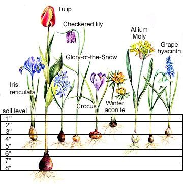 Fall Bulb Planting, Spring Blooming Flowers, Bulb Planting, Fall Bulbs, Tulip Bulbs, Spring Flowering Bulbs, Garden Bulbs, Flower Landscape, Spring Bulbs