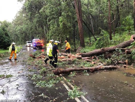 Wind gusts of up to  100km/h are forecast, increasing the risk of falling trees and powerlines. Pictured is Buckerty in the Cessnock region north of Sydney Rain Thunderstorms, Falling Tree, Rain And Thunderstorms, Argyle Street, Wind Gust, Riverside Drive, Mostly Sunny, 100 Km, Severe Weather