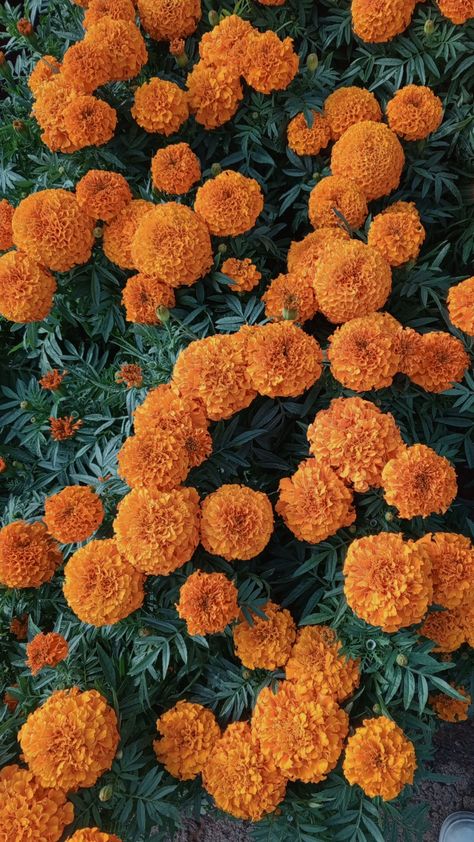 A pic took by me Orange Asthetics Icons, Marigold Flower Aesthetic, Marigold Background, Marigold Wallpaper, Dia De Los Muertos Decorations Ideas, Abstract Art Diy, Pretty Phone Wallpaper, Flowers Photo