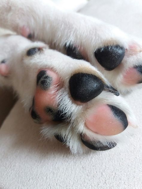 Ariel's paw Dog Paw Aesthetic, Puppy Paws, Dog Bone, Dog Paws, Dalmatian, Dog Person, Pet Shop, Animals Beautiful, Animal Pictures