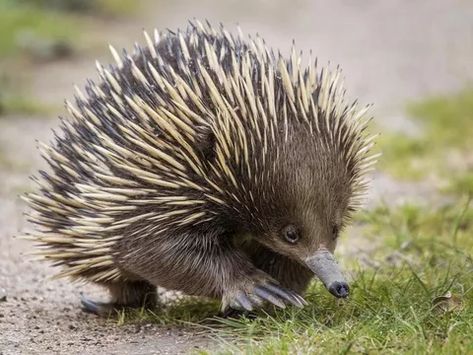 echidna Cute Animal Character, Animal Character, Funny Animal, Pet Portrait, Animal Art, Australia, Animals