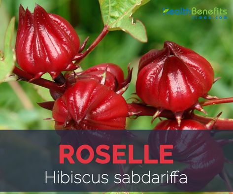 Roselle Juice, Iron Rich Fruits, Roselle Plant, Roselle Flower, Hibiscus Recipe, Red Sorrel, Jamaican Sorrel, Roselle Hibiscus, Roselle Tea