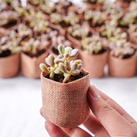 📦--Package Included--📦 ---24/36/54 Graptopetalum Amethystinum Succulent Plants, ---24/36/54 Burlap Bags, If you other quantities Graptopetalum Amethystinum plants or Other varieties plants, please contact us via Etsy message, we will add the option for you. 📢---Good News---📢 Get 4 x plants (2-inch potted ) for free with a five-star review with picture(s). **When you receive your plants, you leave a five-star review&Picture. Then please contact us via Etsy message, we will send 4 new plants as gifts to you. 🚚---Shipping---🚚 1. SHIPS SAME DAY. 2. We support 30 day advance purchase. Please leave a note about your receiving date when you pay the payment. 🎄---Item Descriptions---🎄 -- Wedding Bliss-- Imagine the sweet surprise on your guests' faces as they receive these delightful succul Plants As Gifts, Party Favors Baby Shower, Favors Baby Shower, Botanical Gardens Wedding, Burlap Bags, Plant Gift, Gardens Wedding, Bridal Shower Gift, Succulent Plants