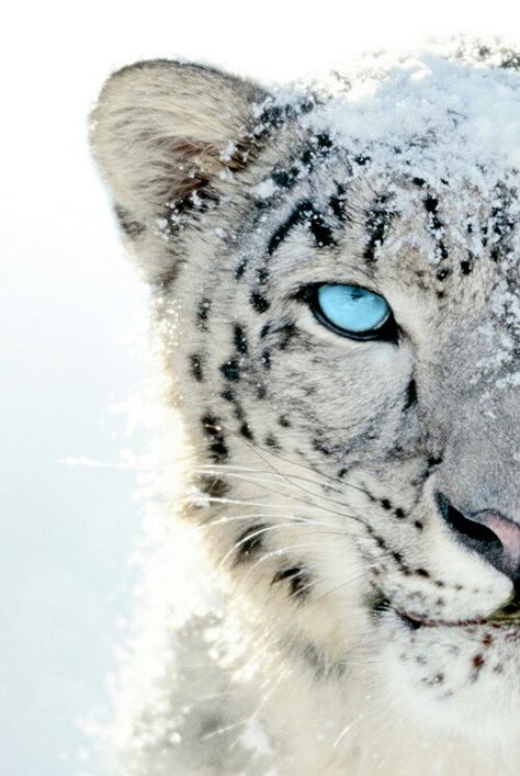 Leopardo de las nieves, que divino, gracias Dios por tus maravilla tu eres Grande Regard Animal, White Tigers, Gato Grande, Psy I Szczenięta, Majestic Animals, Cheetahs, Snow Leopard, Leopards, Animal Planet